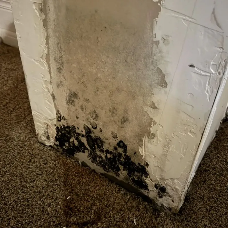 Professional Mold Removal in Hattiesburg, MS